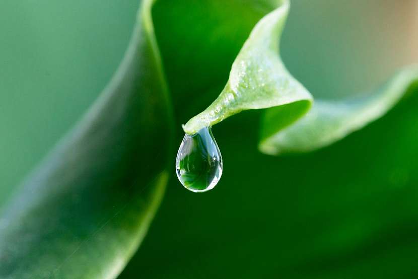 Gutace a transpirace aneb Když rostliny pláčou
