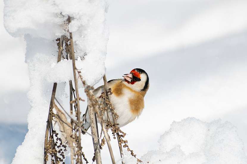 Které rostliny na vaší zahradě poskytnou ptákům v zimě potravu?