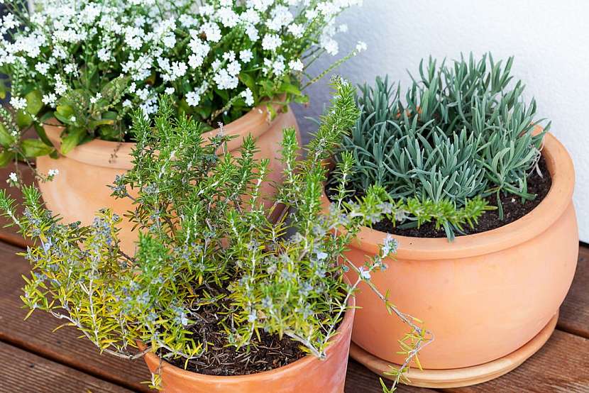 Nádobové rostliny spojují dům se zahradou