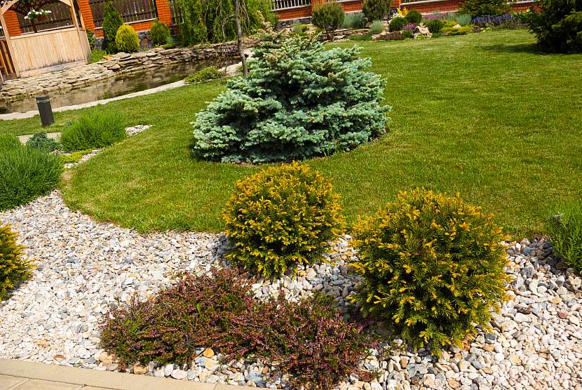 Vysaďte si solitérní keře a vaše zahrada získá zcela jiný rozměr