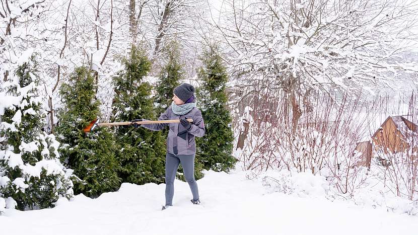 Napadaný sníh může poničit dřeviny na zahradě