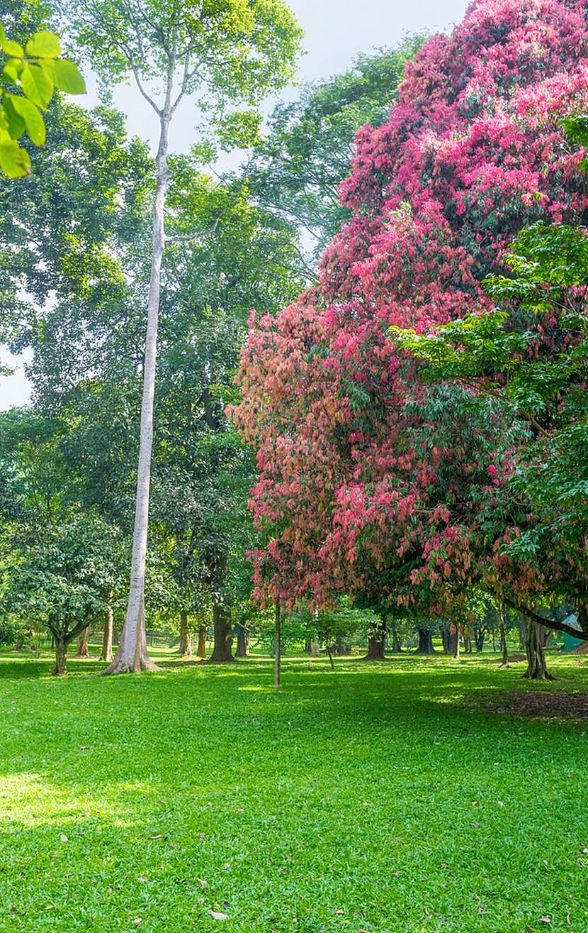 Botanická zahrada, která vám vezme dech – Paradeniya na Srí Lance