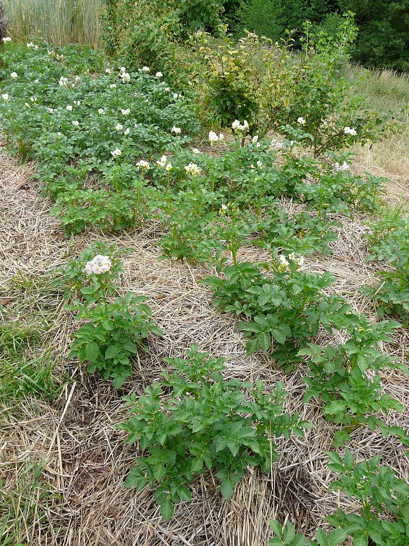 Pěstujeme brambory tradičními i méně běžnými metodami