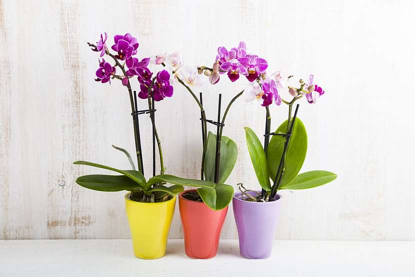 Orchideje, královny mezi pokojovými rostlinami