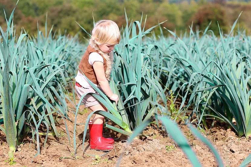 Věnujte alespoň jeden záhon dětem, naučí se pracovat s půdou