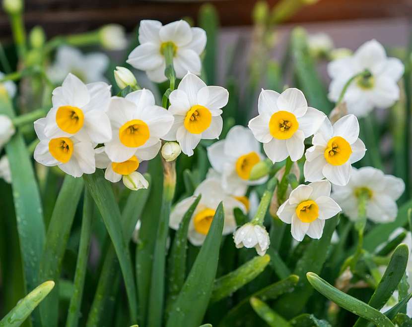 Jaro ukryté v cibulkách aneb 9 druhů cibulovin, bez nichž nebude vaše zahrada kompletní  