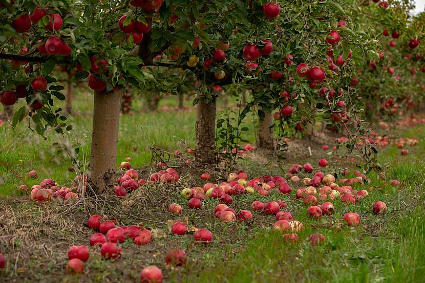 Jakou péči dlužíme naší ovocné zahradě na podzim?