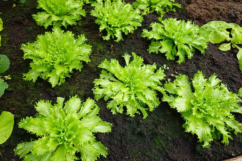 Pěstování salátů na zahradě se nevzdávejte, endivie je nepříliš známá, ale zdraví velice prospěšná listová zelenina