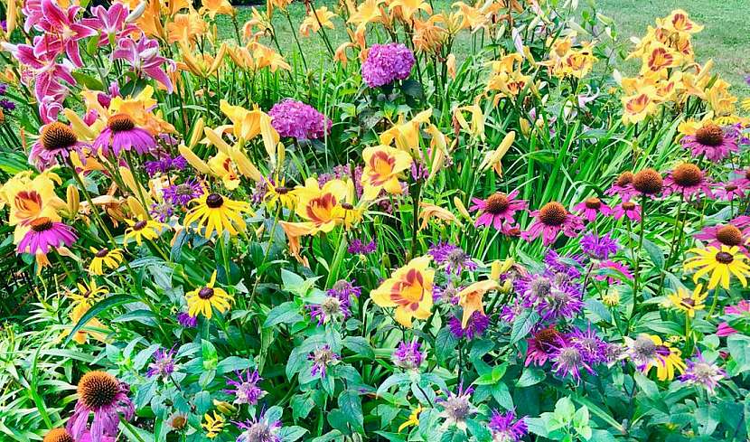 Nejoblíbenější a nejkrásnější květiny českých venkovských zahrad