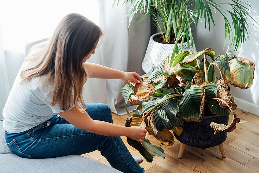 Kalatea je skvělá pokojová rostlina do každé domácnosti. Víte, jak se o ni starat?