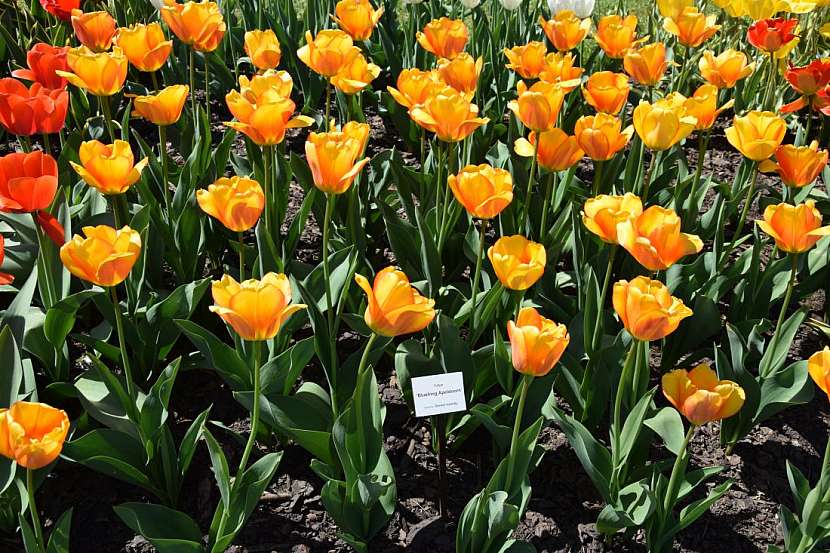 Tulipány, krásné i ceněné rostliny současnosti i dávné historie