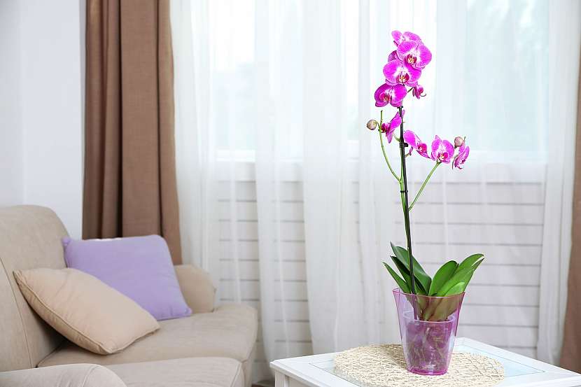 Nebojte se orchideje pěstovat doma