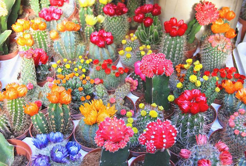 Nádherné pestrobarevné květy kaktusů