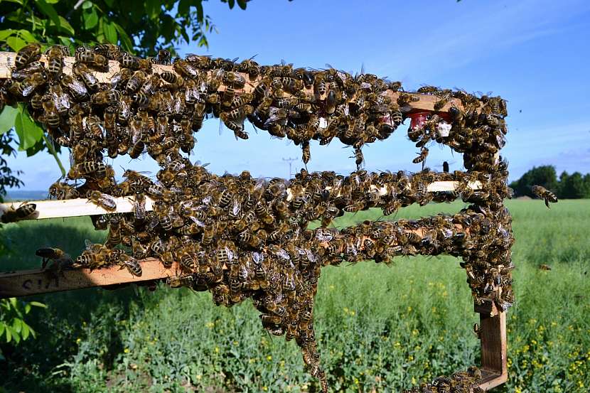 Při léčbě oparů pomohou včely - respektive propolisová tinktura