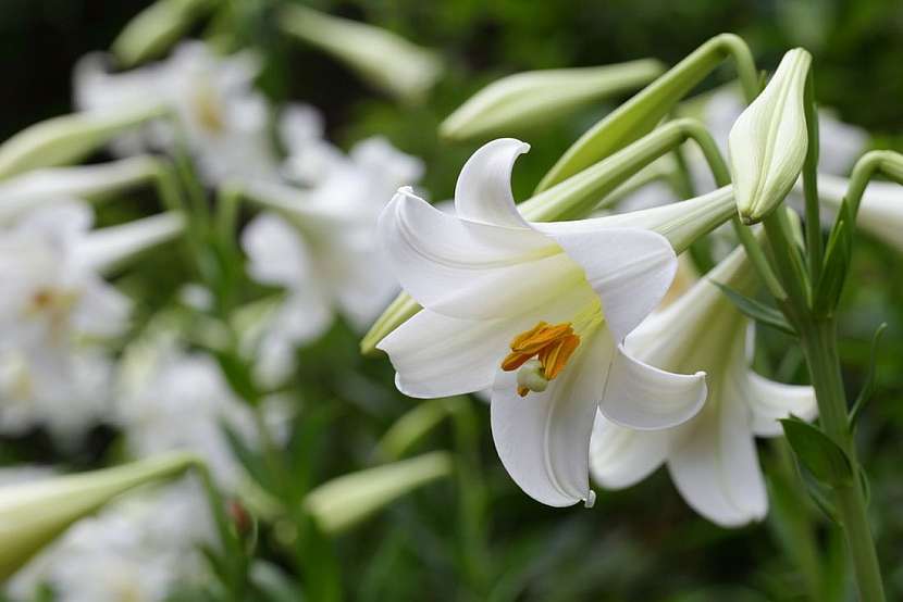 Výsadba lilií a vše, co potřebujete vědět o jejich pěstování