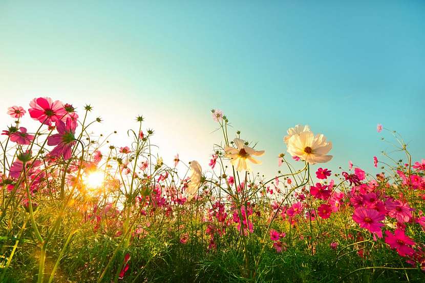 Krásenka – jemná květina do zahrad i do kytic