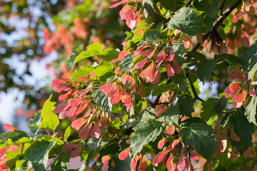 Javor tatarský má atraktivní nejen listy, ale i zajímavě barevné nažkovité květy