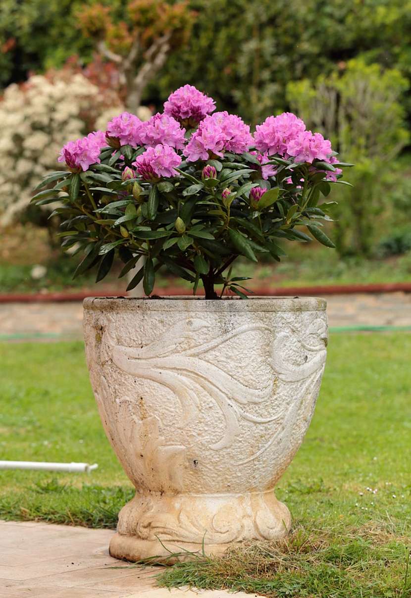 Rododendrony &amp;#8211; nádherné květiny luxusních zahrad