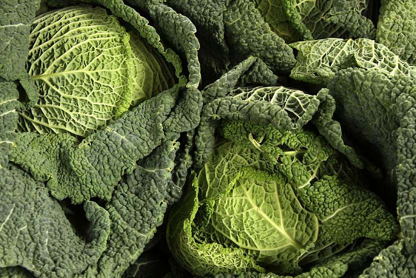Nemoci a škůdci brukvovité zeleniny