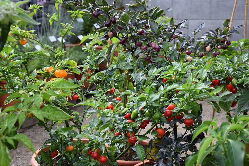 Vypěstujte si vlastní chilli papričky