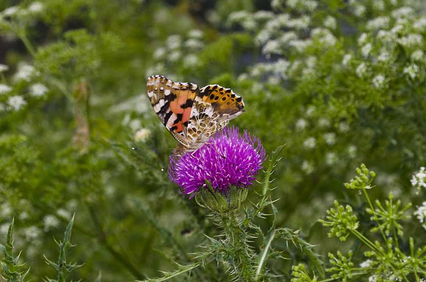 Motýli na zahradě – mohou být i v té vaší!