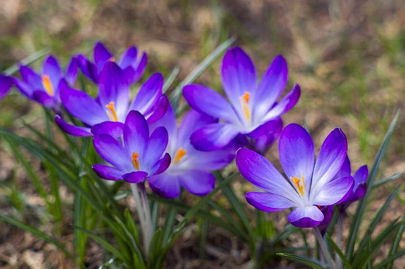 Sytě fialové kultivary jsou na jarních záhonech nápadné