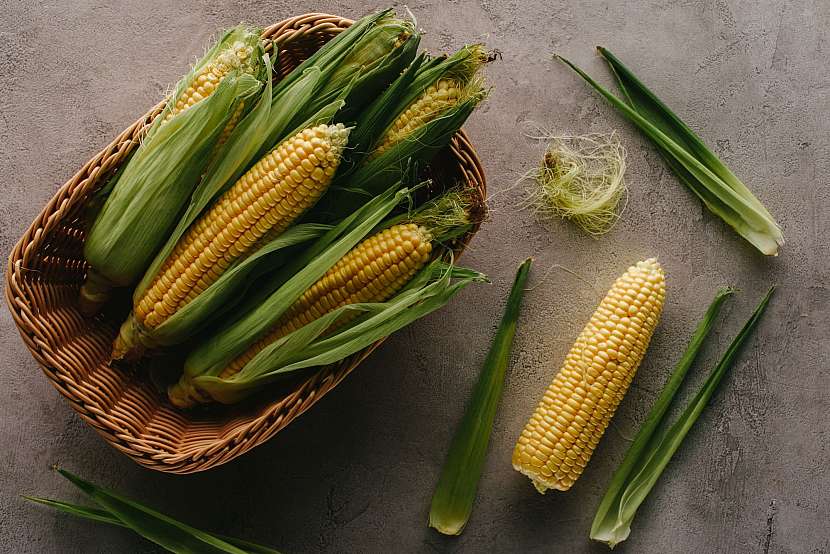 Kukuřici na zahradě můžete pěstovat nejen ke krmení