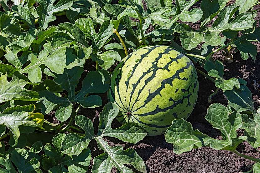 Pěstování melounů v našich podmínkách není problém