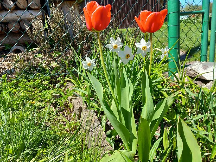 Tulipány ve společnosti narcisů a dalších rostlin
