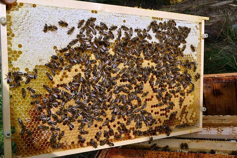 Přikrmení včel je důležitou povinností každého včelaře