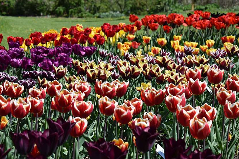 Tulipány, krásné i ceněné rostliny současnosti i dávné historie