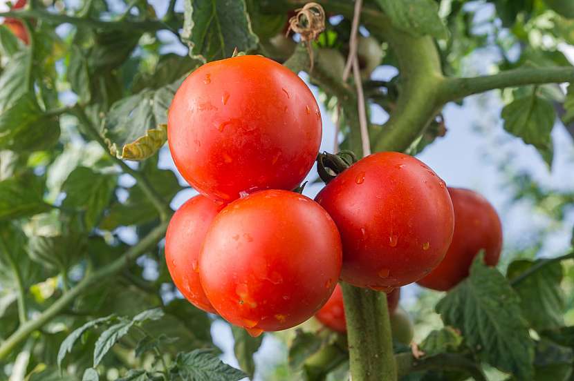 Pěstujte keříčková rajčata s vysokým obsahem lycopenu