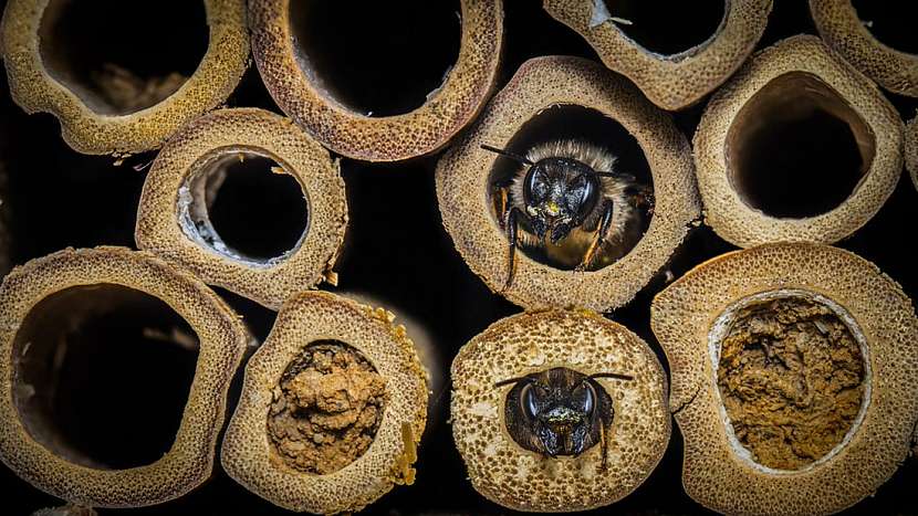 Vyznáte se ve včelách?