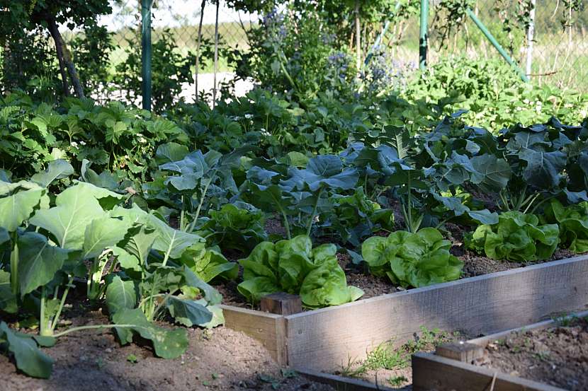 Jak vybrat vhodné hnojivo pro vaši zahradu