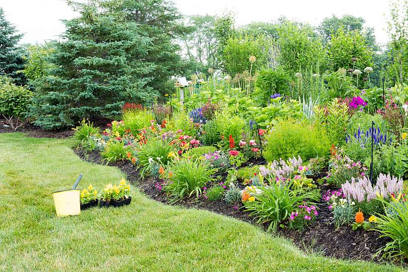 Jehličnany na zahradě se hodí i do kompozice s barevně kvetoucími rostlinami