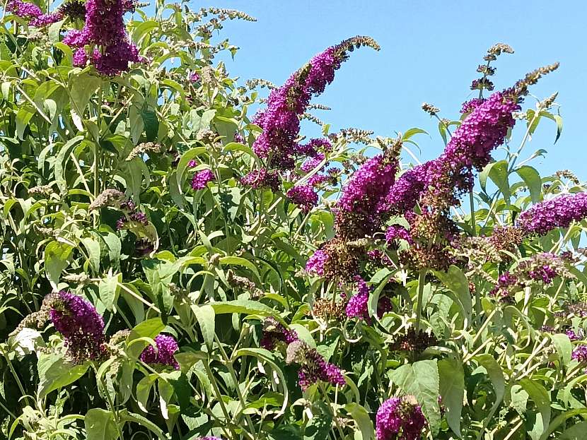Medonosné rostliny přilákají včely a čmeláky na zahradu