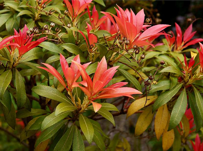 Rostliny okrasné listem – to jsou nádherné a barevné pierisy (Zdroj: Depositphotos (https://cz.depositphotos.com))
