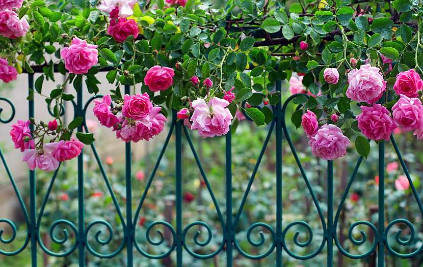 Mezi krásné popínavé rostliny patří i růže, které se krásně vyjímají třeba na rustikálním kovovém plotě
