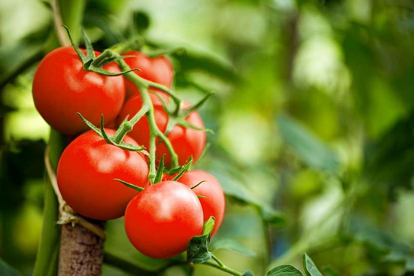 Úroda rajčat a paprik ze studeného skleníku
