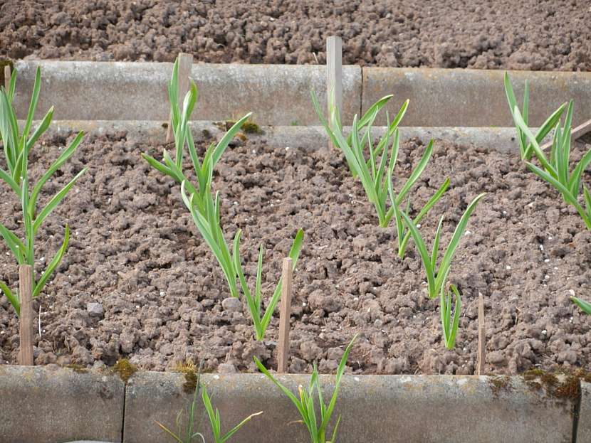 Česnek zjara vyžaduje péči, nezapomeňte na kypření mezi řádky, mechanickou likvidaci plevelů a v době růstu i na zálivku, pokud je sucho