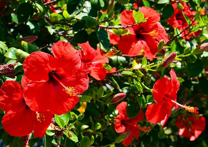 Květiny a rostliny, které známe z dovolené – Atmosféru Středomoří můžete mít i doma!