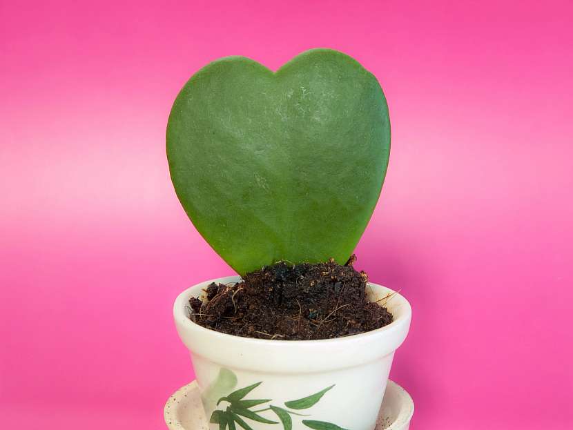 Srdíčko v květináči se jmenuje Hoya kerrii a radost udělá nejen na Valentýna
