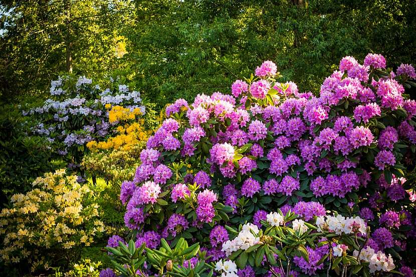 Plejáda barev v květech rododendronů a azalek