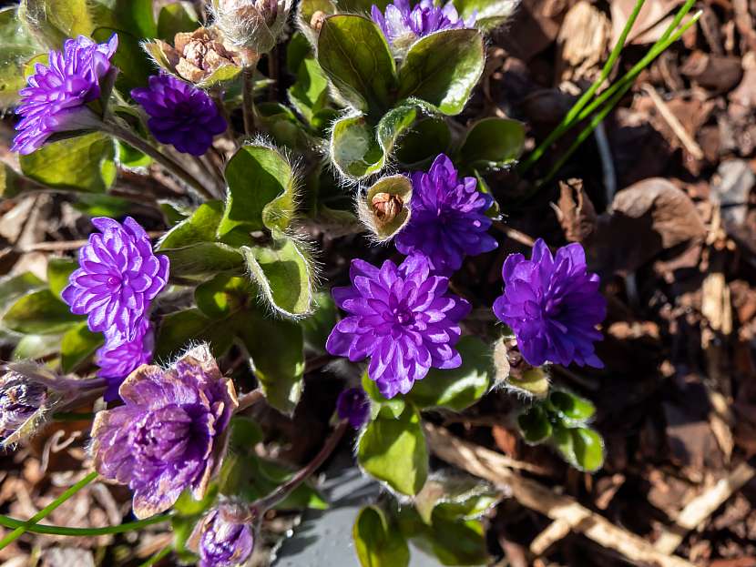 Jaterník – kultivar 'Walter Otto' s plně modrofialovými květy