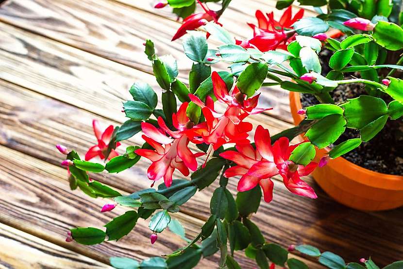 Jak správně pěstovat vánoční kaktus?