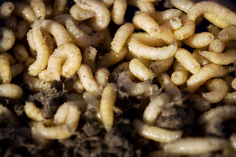 Muší larvy nám mohou pomoci s kompostováním
