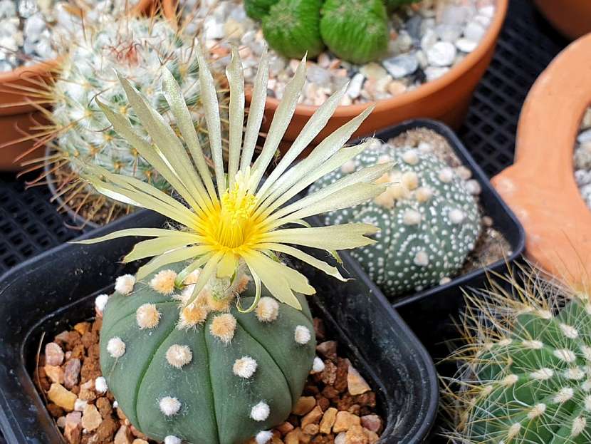 Jak přimět kaktusy, aby kvetly