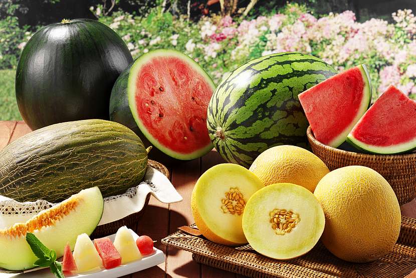 Pěstování melounů v našich podmínkách není problém