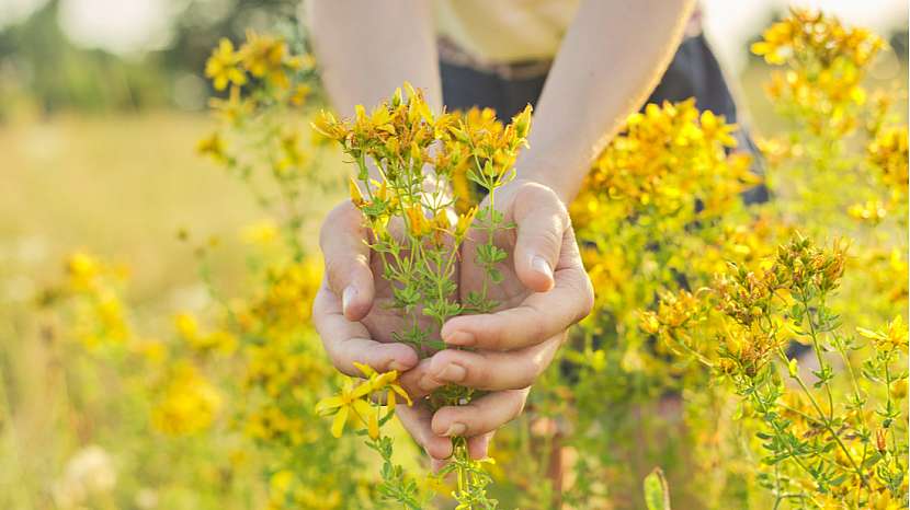 Tradiční i méně běžné bylinkové výsadby pro milovníky aromatických rostlin