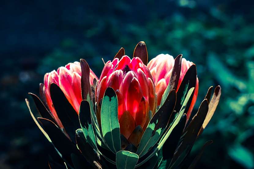 Protea – exotická kráska